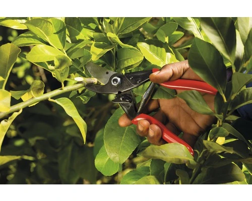 FELCO Snoeischaar Felco 5 2 FELCO Snoeischaar Felco 5 - Afbeelding 2